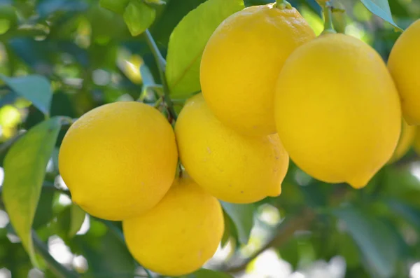 Limões na árvore Fotografias De Stock Royalty-Free