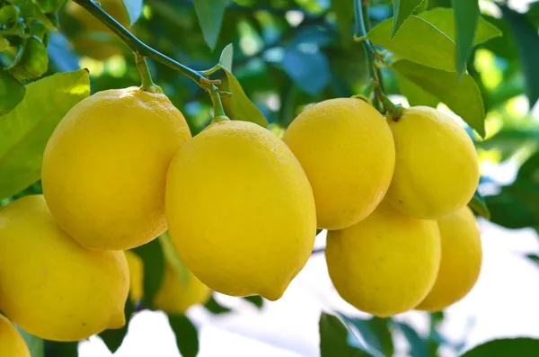 Limones Imágenes de stock libres de derechos