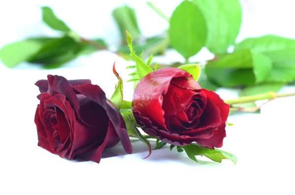 Dwie czerwone róże Zdjęcie Stockowe