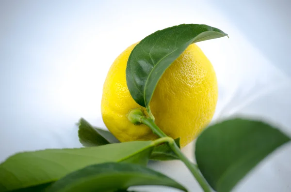 Limone con foglia — Foto Stock