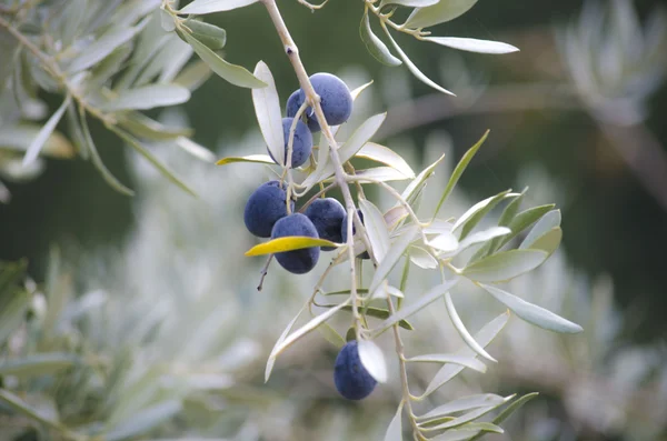 Olives on tree — Stock Photo, Image