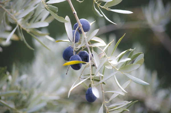 Oliviers sur arbre — Photo