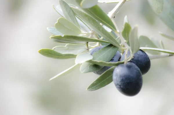 Oliven på tre – stockfoto