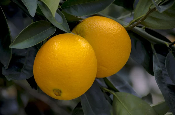 Apelsiner på träd — Stockfoto