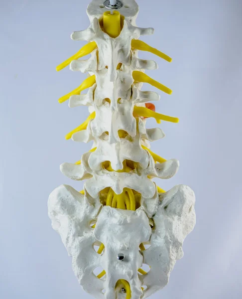 Modell mit niedriger Rückenlehne — Stockfoto