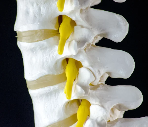 椎骨模型 — 图库照片