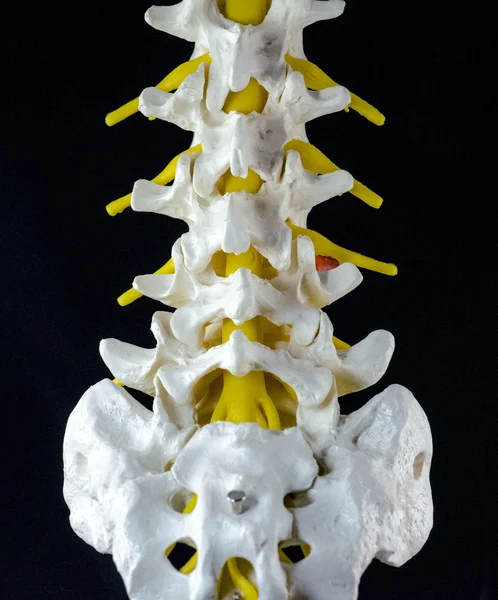 Modelo de vértebra —  Fotos de Stock