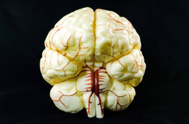 Brain model clipart