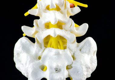 Spine Model, vertebra model clipart