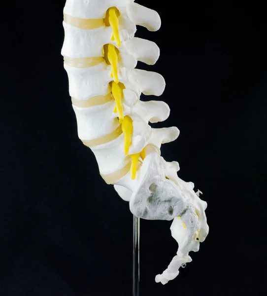 Modello di vertebra spinale — Foto Stock