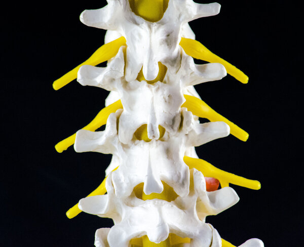 Spine vertebra model