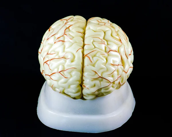 Brain model — Stock Photo, Image