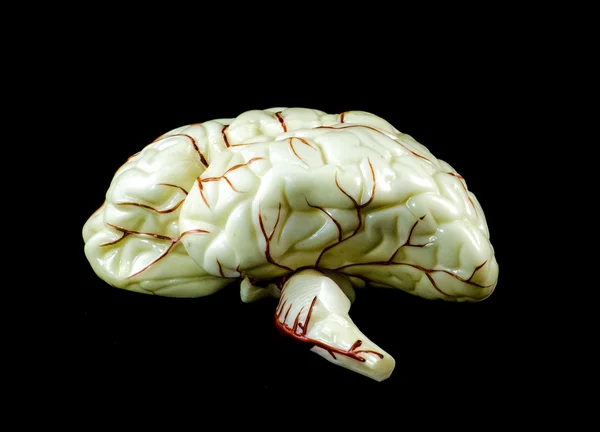 Modelo cerebral — Fotografia de Stock