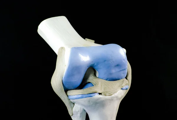Articulação do joelho — Fotografia de Stock