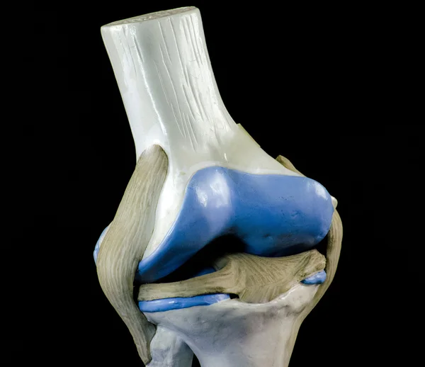 Articulación de rodilla —  Fotos de Stock