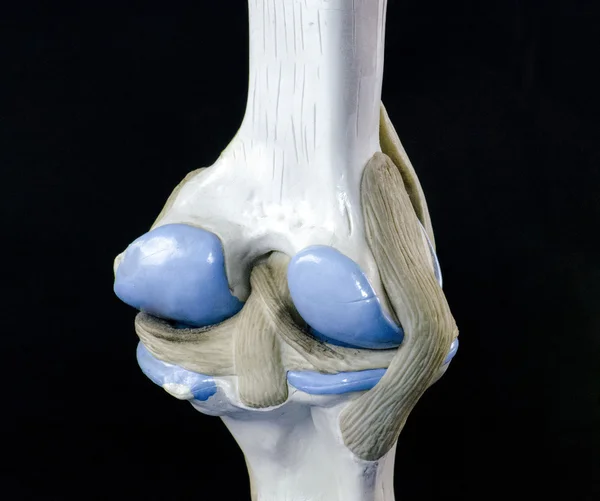무릎 관절 — 스톡 사진
