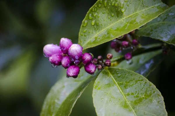 Flor de limão — Fotografia de Stock