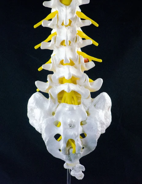 Modelo de columna vertebral, modelo de vértebra — Foto de Stock