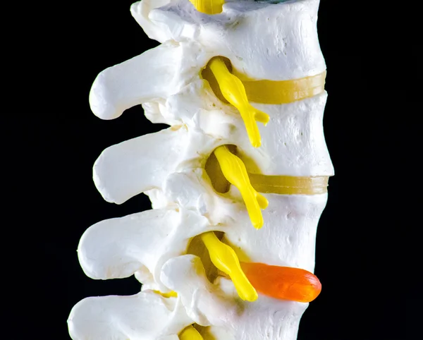 omurga modeli, omur modeli