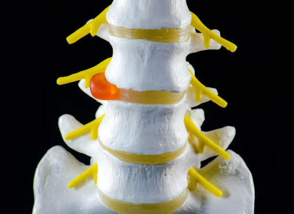 omurga modeli, omur modeli