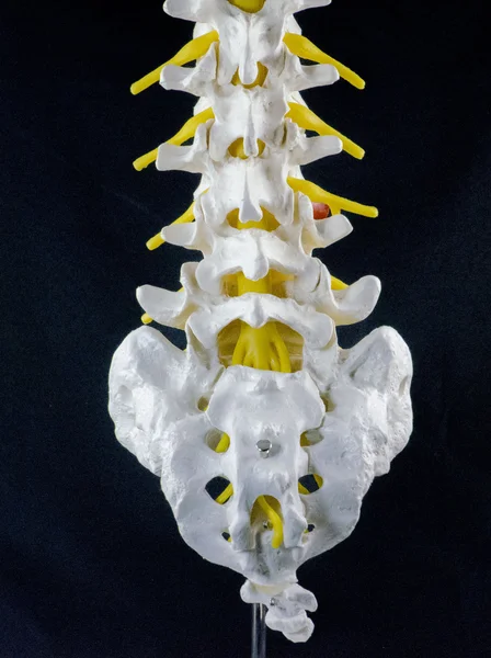 Spine vertebra model Stock Image