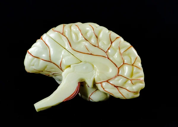 Мозок модель Стокове Фото