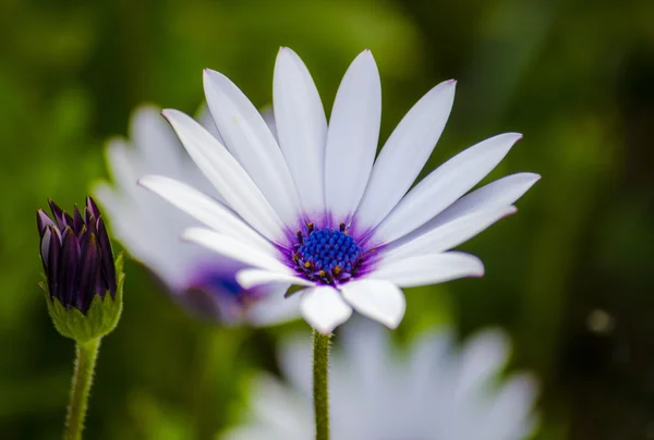 White daisy — Stock Photo, Image