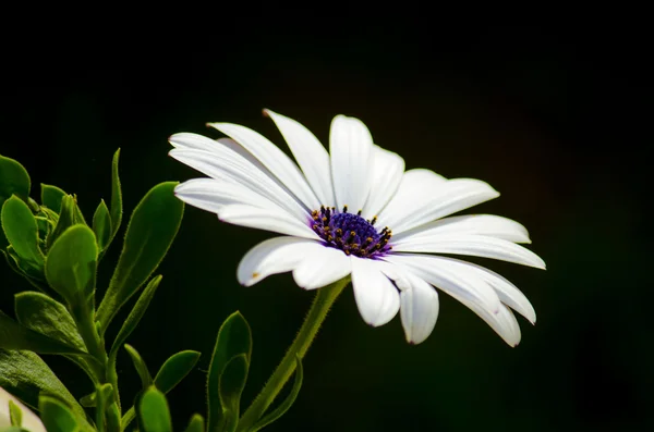 White daisy — Stock Photo, Image