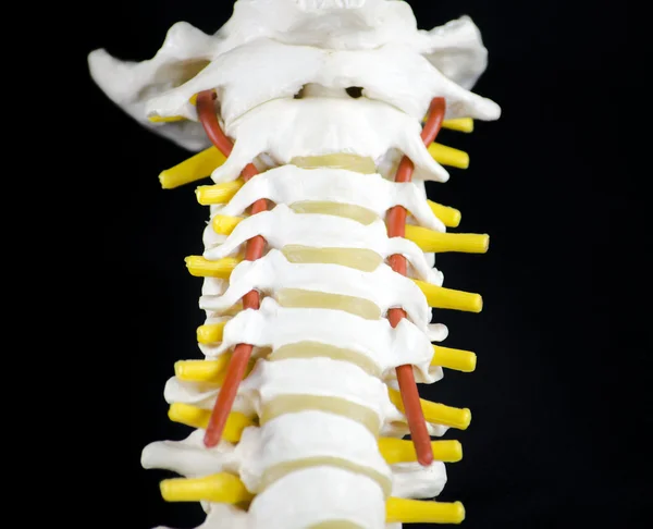 Columna vertebral —  Fotos de Stock