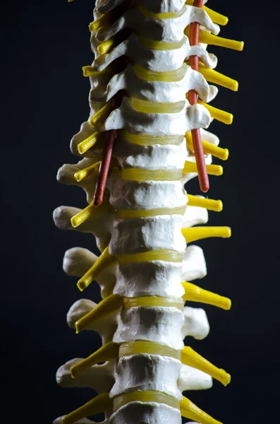 Colonna vertebrale — Foto Stock