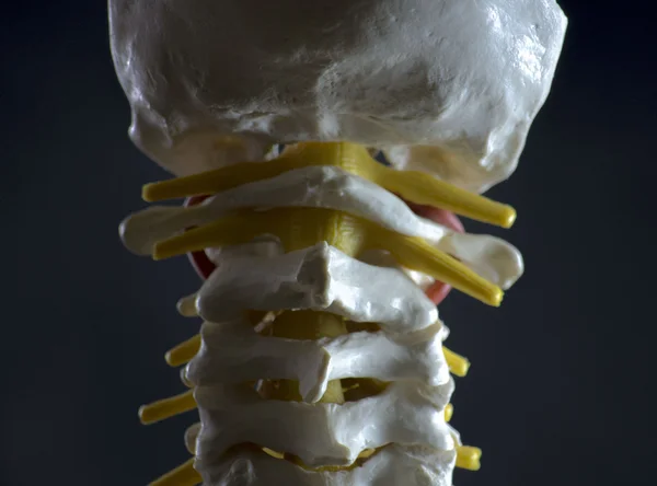 Columna vertebral — Foto de Stock