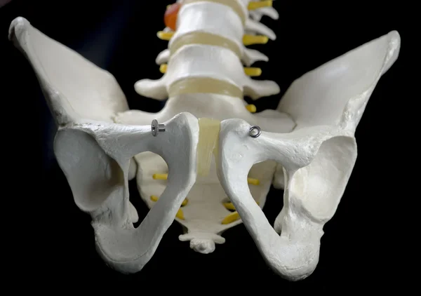 Colonna vertebrale — Foto Stock