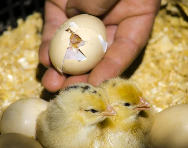 Pollito romper huevo y nacimiento — Foto de Stock