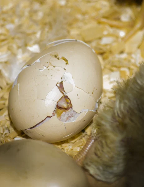 Pollito romper huevo y nacimiento —  Fotos de Stock