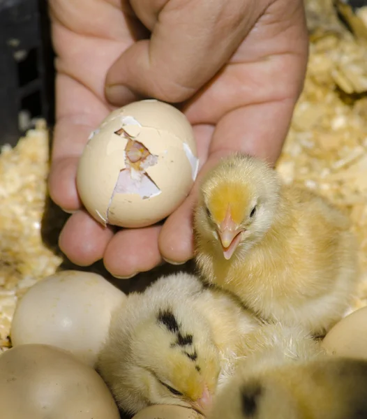 piliç break yumurta ve doğum