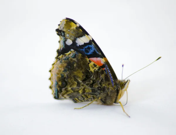 カラフルな蝶 — ストック写真