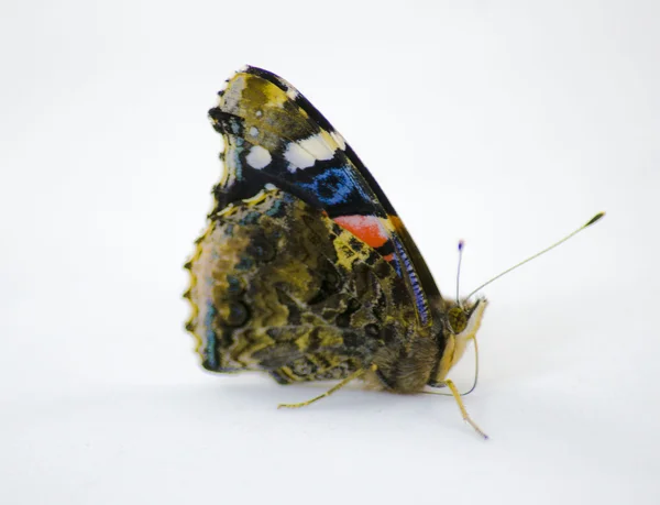 Borboleta colorido — Fotografia de Stock