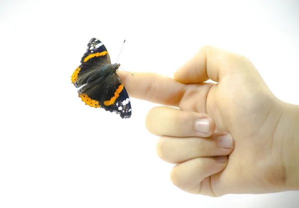 Butterfly perching on finger, colorful butterfly — Stock Photo, Image