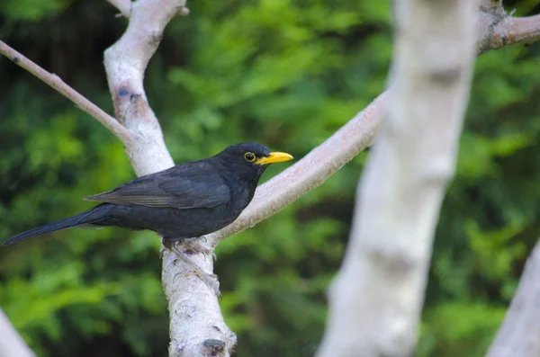 Černý ptáček na stromě — Stock fotografie
