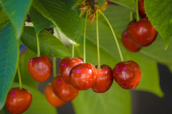 Cherry on Branch — Stock Photo, Image
