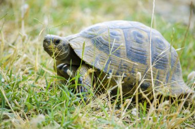 yolda turtle