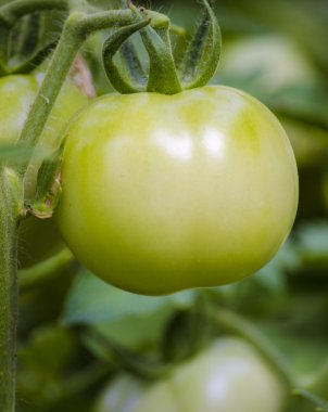 Yeşil domates