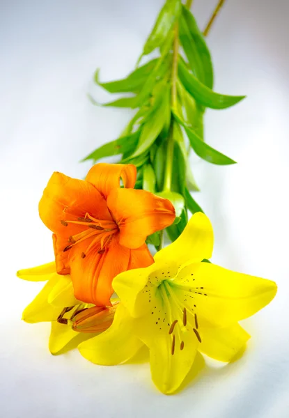 Sarı ve turuncu gladiola — Stok fotoğraf