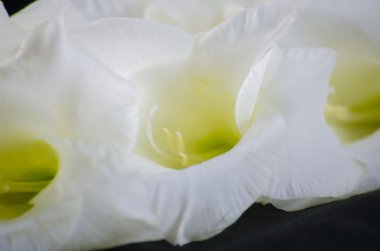 Beyaz gladiola