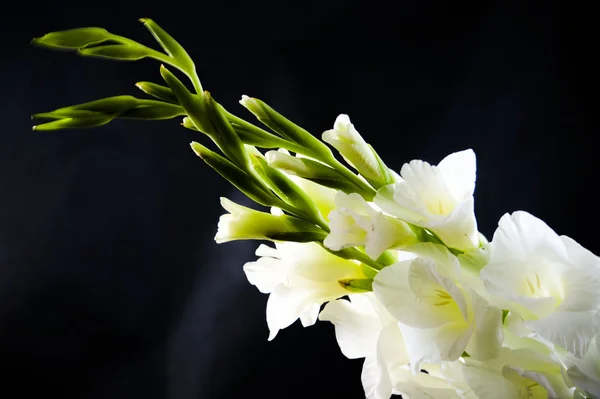 Beyaz gladiola — Stok fotoğraf