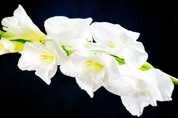 White Gladiola — Stock Photo, Image