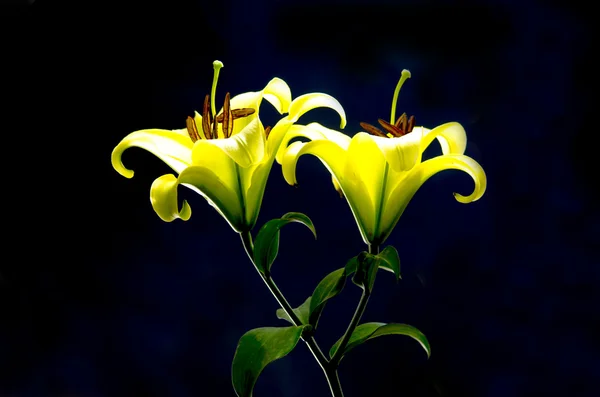 Yellow Lily — Stock Photo, Image