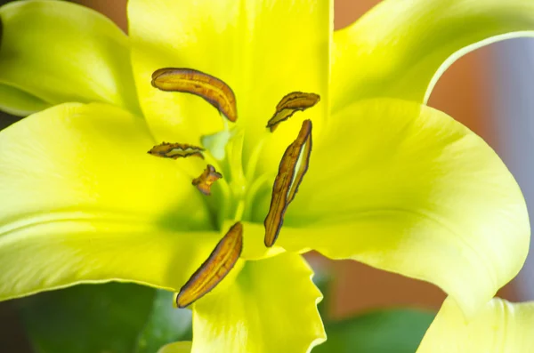 Yellow Lily — Stock Photo, Image