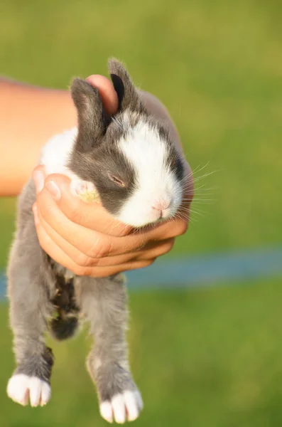 Kaninchen zur Hand — Stockfoto