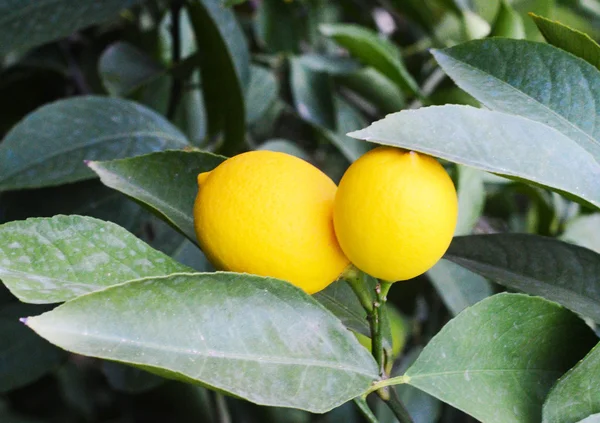 Sarı ve yeşil limon